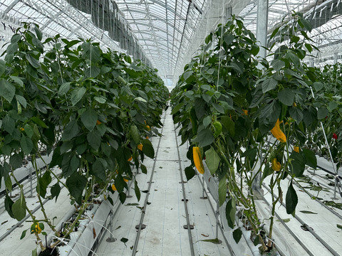 【数量限定】イタリアンパプリカ　パレルモ黄色　3～5本