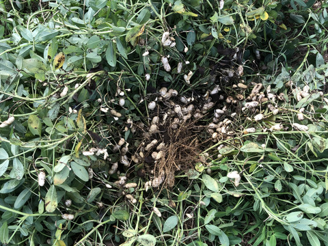 おおまさり生落花生2kg (数量限定)※農薬化学肥料不使用