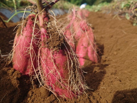 【熟成べにはるか】蜜たっぷり・しっとり甘い🍠焼き芋に最適！S〜Lサイズ混合／5kg／土付き