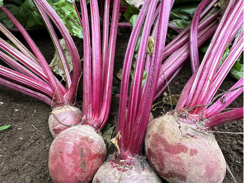 美味しいビーツ！深谷産！食べる血液！2ｋg　農薬節減栽培
