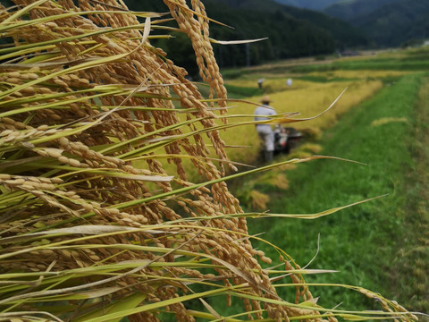 【令和4年産新米 玄米5㎏】一度は食べてほしい！昔ながらの天日干し棚田米　玄米  5㎏
