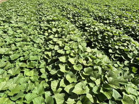 訳あり・形良し・土付き🍠シルクスウィート・内容100g〜750g大小混合
⭐︎農薬不使用