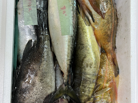 【知床羅臼直送】未利用魚ボックス3kg詰 (梅コース) 海鮮セット 鮮魚ボックス 海鮮ボックス（低利用魚も含みます）