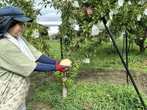 希少品種　長野県産プラム（すもも）「秋さやか」　甘さ・香り・味・酸味どれをとってもバランス最高！　（9〜15個　約2kg前後）
糖度17度〜21度
今シーズンも終盤となりました