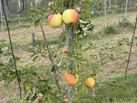 【息子が好きって言うから…】ぐんま名月3kg8玉～11玉