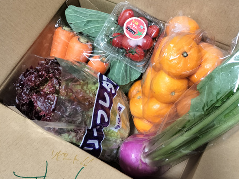 お買い得！みかん2ｋｇと採りたて野菜5品セット！
