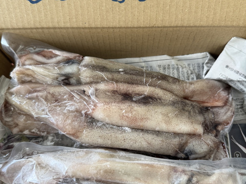秋田県産　真イカBOX‼️『スルメイカ』急速冷凍　1パック500g×2
