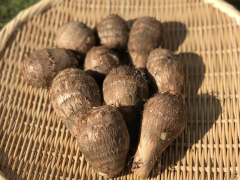 ぐんまの里芋 ４袋 群馬県産の里芋 食べチョク 産地直送 産直 お取り寄せ通販 農家 漁師から旬の食材を直送