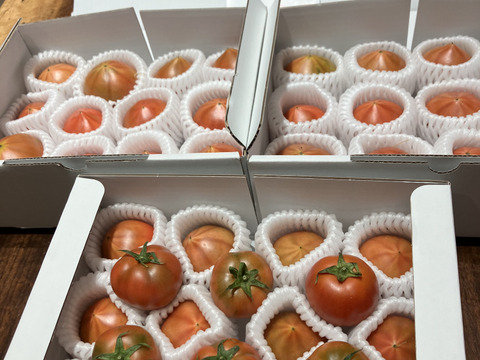【3箱】弾ける旨味・甘み！【ト・マーレ】禁断の濃密さ 800g×３