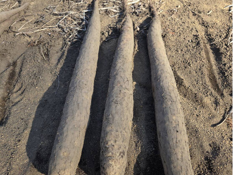 しゃきしゃきの「信州産長芋」(ご家庭用・5㌔入)