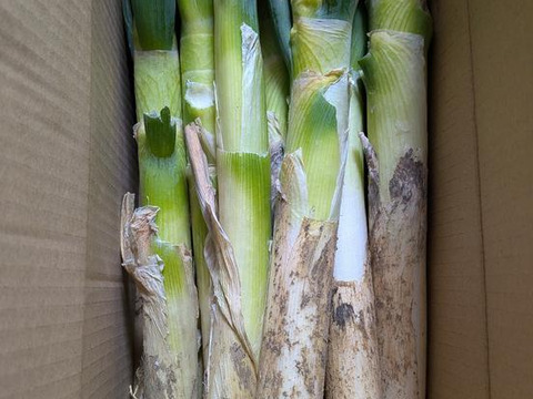 🚨SALL🌿🎁🌿5人気🚩極太2Lｻｲｽﾞ【4本増量】12本❗❗🌿至福の極甘ネギ✨信州産✨【特別栽培】✨【無消毒栽培】