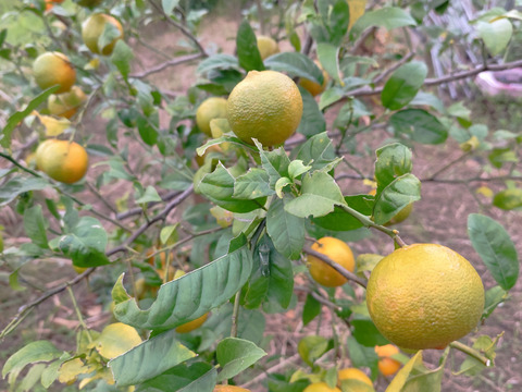 数量限定！希少品種の赤れもん(３kg)✿果皮や果肉が赤い珍しい国産レモンです🍋