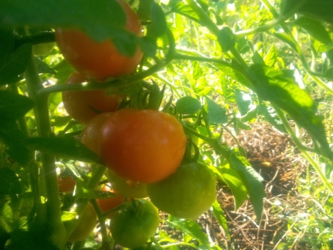 ミニトマト　肥料農薬、動物性堆肥不使用、自家採種