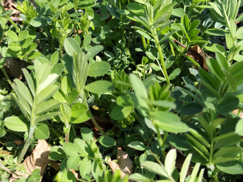 食べて美味しい野草５種のセット　野菜セット