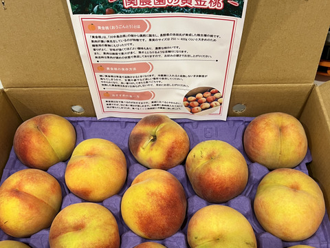 【黄金桃をたっぷり食べたい方に！】家庭用　果汁たっぷり！関農園の桃『黄金桃』5kg（12～16玉）玉の大きさの不揃い／変形／色ムラ／小傷など