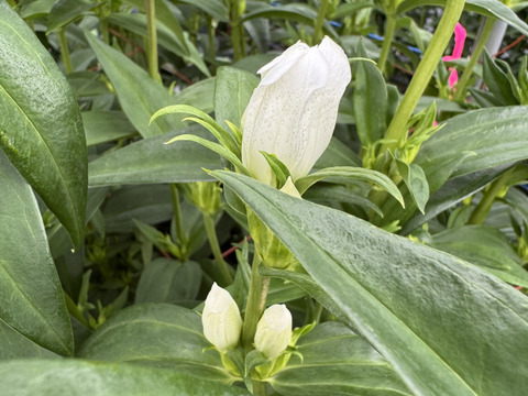 リンドウ　３品種　15本　クール便