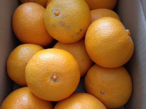 希少品種！愛媛県産『やみつきプリンセス』（ご家庭用・3kg）