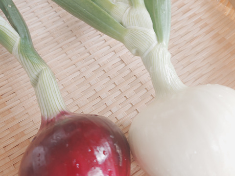 淡路島産たまねぎ赤【予約販売開始　数量限定】自然栽培★希少★固定種 在来種専門農家
（ 淡路産Awaji369farmからお届け）農薬不使用　無肥料栽培　内容【淡路島産　固定種　赤玉葱】3キロ