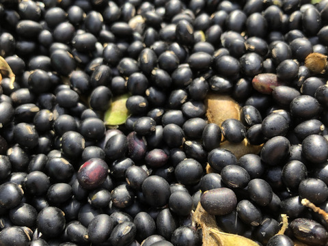 自然栽培黒千石大豆納豆10個