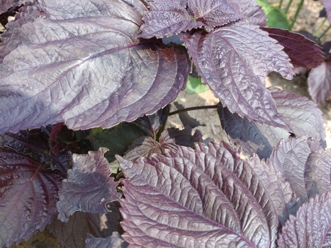 【お買い得☆旬の野菜セット（7〜10品目）☆６月☆】新鮮お野菜🌿７月の野菜セットはこちらです（URLリンク長押し）→https://www.tabechoku.com/products/241766