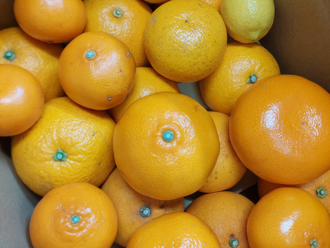 みかん畑セット【食べ比べ】3.3kg（箱込）