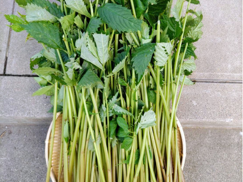 【天然山菜】みず