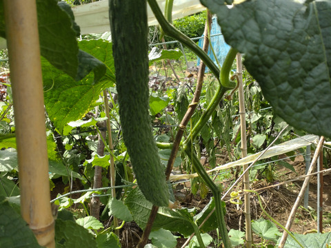 【単品】きゅうりとなすのセット🥒🍆5本ずつ☆ キュウリと茄子🥒🍆☆ きゅうりとナス☆キュウリとなすび☆採れたてをその日のうちに発送いたします☆