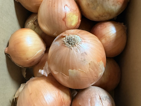 今期最終　数量限定品でお買い得！！　納豆菌栽培（残留農薬不検出）淡路島産玉ねぎ　5ｋｇ