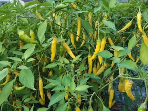 農家直送　乾燥　黄金唐辛子100g