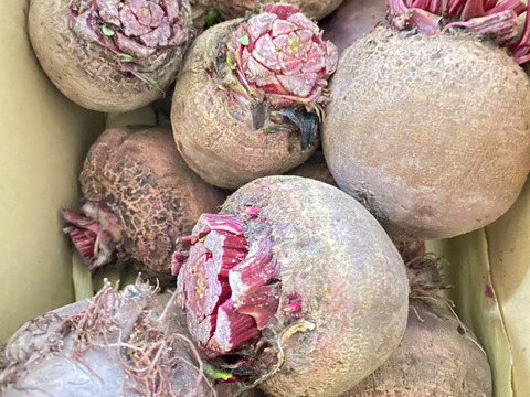 【2kg】畑のルビー‼️食べる輸血と話題の赤穂ビーツ