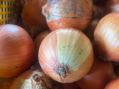 ◎農家直送!!【訳あり】淡路島産ブランド玉ねぎ 『にじたま』10kgダンボール入り（ご家庭用・25個前後） 使いやすいL・2L・3L混在！