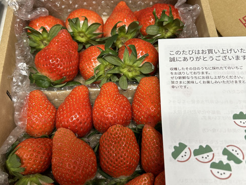 【食べ納め】お家でいちご狩り気分!じゅわっと甘い(^^)サイズいろいろ群馬のいちご【やよいひめ】1箱