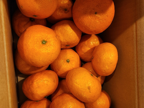 プチプチ食感　浜王(はまおう)みかん　唐津産（ハウス栽培）2.5㎏