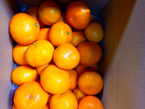 箱込約5㌔　毎年1,00箱以上売れる　薄皮みかん（S、Ｍ．L）