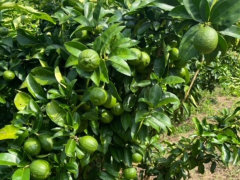 【送料相当分値引き中♪】【訳あり】【賞味期限間近】「璃の香」果汁200ml　レモン果汁無添加ストレート100％  3本セット