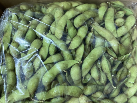 【朝どり直送】丹波黒豆の枝豆1.5kg(栽培期間中農薬不使用)クール便