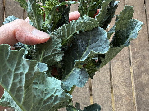 今が旬！アレッタ2キロ【ブロッコリー×ケールの野菜】/農薬・化学肥料不使用