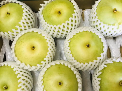 【とにかくシャキシャキ‼️】ゴールド二十世紀梨✨️爽やかな甘みとシャキシャキジューシーで日持ち良し‼️良品約2.3kg(小玉8~9個入)✨️ご家庭用にどうぞ😊