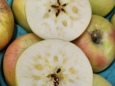 ⭐数量限定⭐
スタッフ激推し蜜入り品種　「名月」　家庭用５kg１４～２０玉