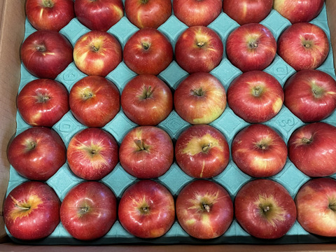 【有名パティシエ鎧塚さんがタルトタタンを作ってくれました！】紅玉5キロ箱 極小玉有り 商品ID66432 長野県 信州 安曇野 リンゴ 幻 幻のリンゴ 予約 希少 旬