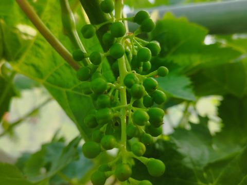 シャインマスカット粒1kg