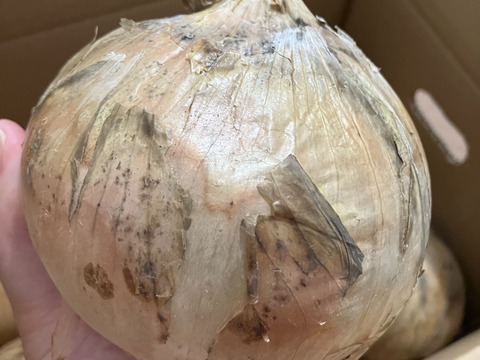 大きい3.8kg🧅新玉ねぎ🧅淡路島極熟玉葱　今が旬‼️ 特別栽培農産物　シャーロットオニオン