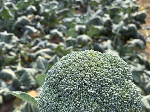 【訳あり】京都府産　甘～くて美味しい♪山城のブロッコリー3株