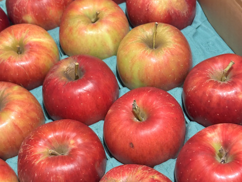 残り3ケース🍎お菓子作り用🥧✨訳あり品 紅玉 5キロ箱 商品ID96210  長野県 信州 安曇野 リンゴ 幻 幻のリンゴ 予約 希少 旬