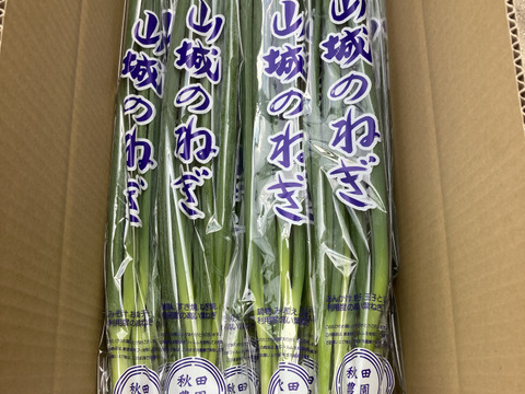 九条ねぎには負けてへん 香り抜群 京野菜 山城のねぎ 袋詰め1箱7kg 京都府産 食べチョク 農家 漁師の産直ネット通販 旬の食材を生産者直送