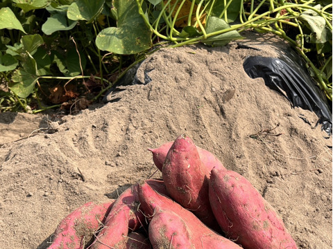 浜松・五島育ち【紅はるか・焼き芋干し芋】