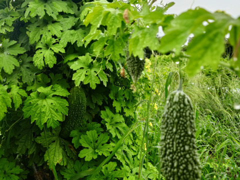 『在来種ゴーヤ自然栽培』【農薬完全不使用 完全無肥料栽培 】！淡路島産〙【1キロ】自然農法