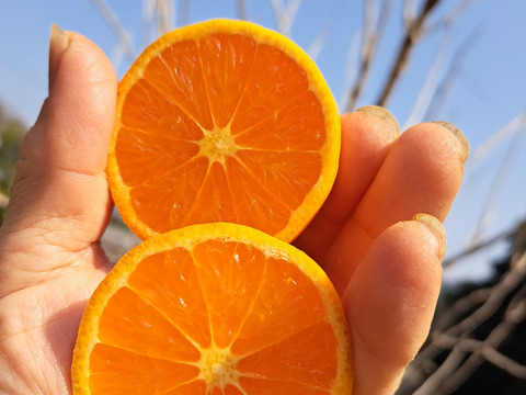 有機柑橘はるみ