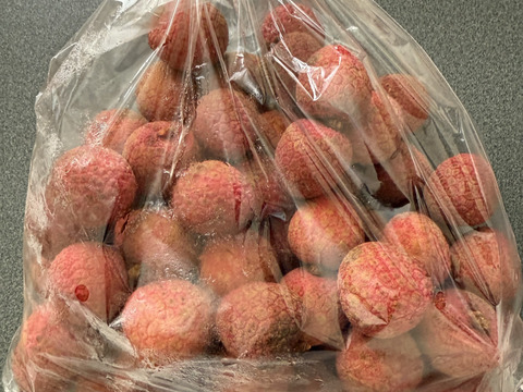石垣島産「ライチ」1kg：沖縄県産の玉荷包｜食べチョク｜産地