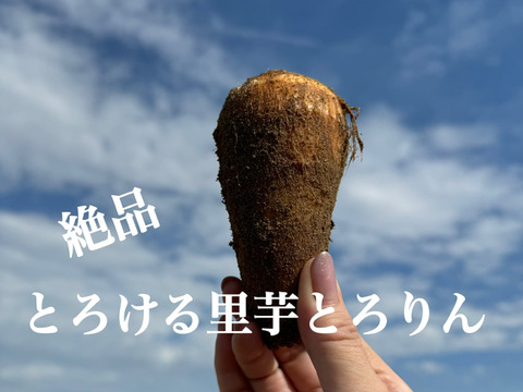 【野菜ソムリエサミット銀賞受賞】絶品！とろける里芋【とろりん】1.8kg土付き